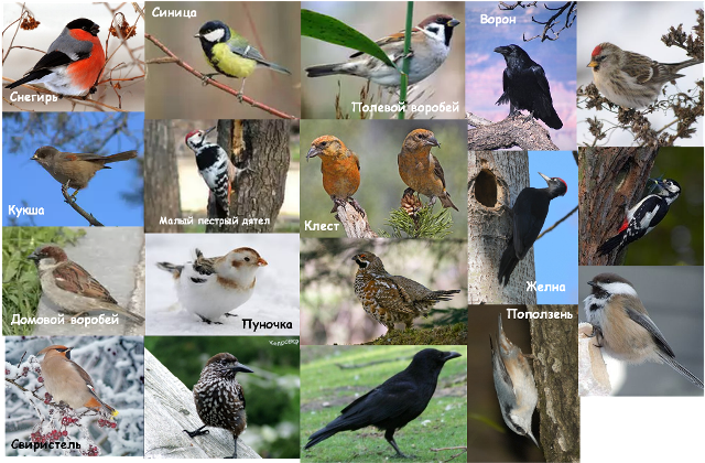 Птицы, которых можно увидеть с 28 сентября по 03 октября в Республике Саха  (Якутия)